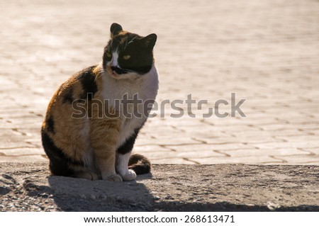 Cat surrounding sidewalks, urban animal. Alley cat looking for food