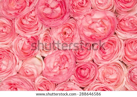 Background image of pink roses, season flowers