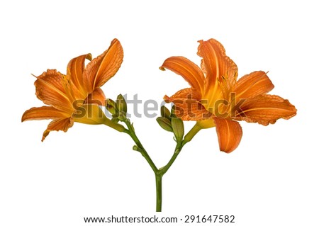 Orange lily flowers, Lilium, drop and two snails, isolated on white