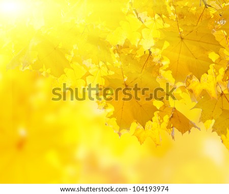 Autumn yellow leaves seasonal background