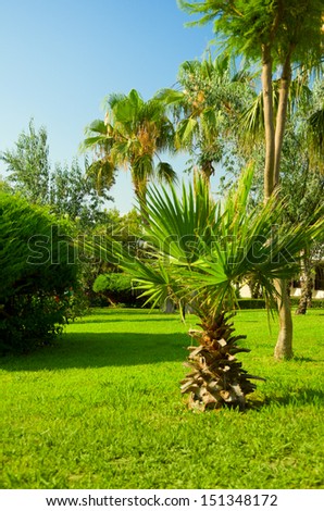 Tropical ornamental garden with palm trees