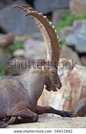 Alpine Ibex resting in the mountains in southern Europe