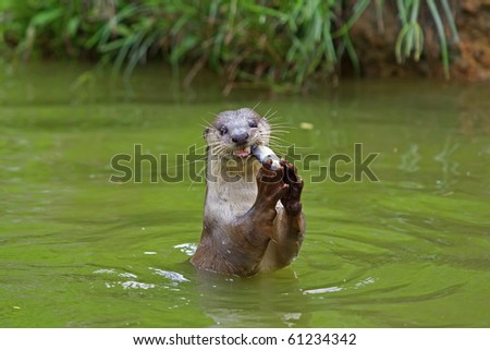 Otter in the water, eating fish