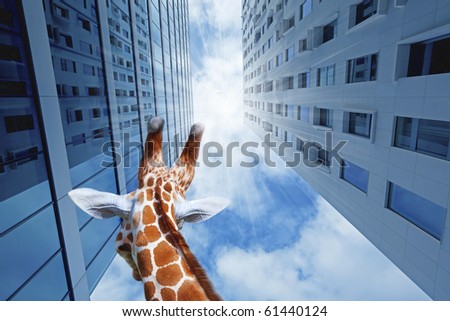 Giraffe in the city, looking up at skyscrapers
