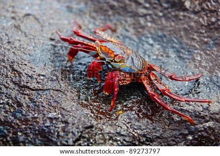 A Sally lightfoot crab expelling salt water from his exoskeleton