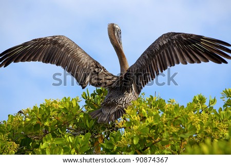 Pelican preparing for takeoff from the mangroves