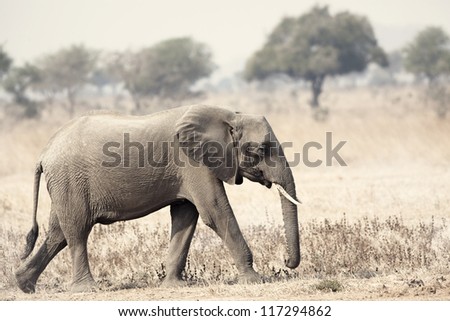 Wild Elephant in the Savannah in Mikumi, Tanzania