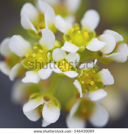 Macro picture of a white yarrow flower - shallow DOF