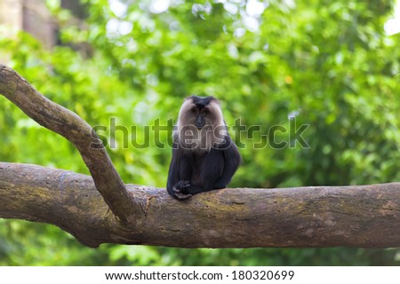 Lion-tailed Macaque sitting on a branch in the jungle