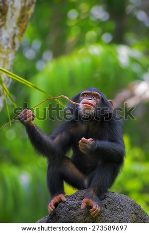 Young Common Chimpanzee sitting in the wild