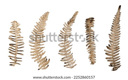 Similar – Image, Stock Photo Green and dry fern leave in the forest, autumn background.