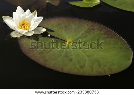 white lily flower water