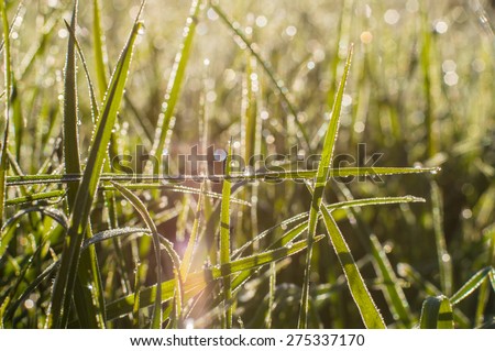 Natural hoar-frost grass with drops at sunny morning
