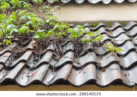 Wet tiled roof covered by climbing plants closeup view