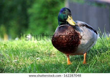 Closeup of a drake, standing on a grassy hill. Curious duck  Curious duck on a hill