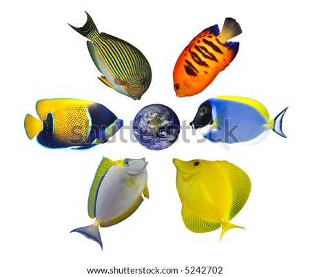 Six tropical fishes around the globe showing North America and Pacific. Isolated on white. Earth image courtesy of NASA http://visibleearth.nasa.gov/