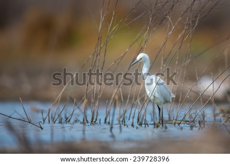 Snowy Egret hunting for frogs and dragonflies in marshland. This picture would make a subject for a painting / watercolor. This bird in its winter plumage. Its golden eye stands out against the black
