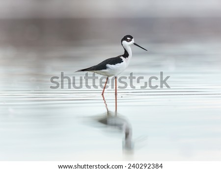 Similar – Image, Stock Photo Reflection of stilt-walkers searching for food in low salt water