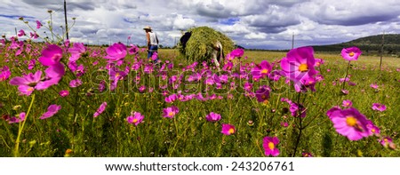 Mexican farmer on the way home from a hard days work in the fields with his donkey loaded with long grass for feeding his cows at home. The purple daisies set the shot off to show colorful landscape.