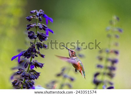 Rufous Hummingbird female feeding on wild Lobelia. This picture makes a good subject for a card or painting. the shot was taken in the afternoon sun in a forest,