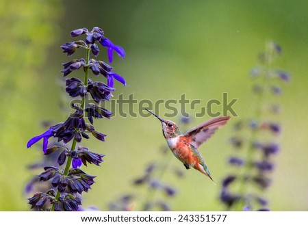 Rufous Hummingbird female feeding on wild Lobelia. This picture makes a good subject for a card or painting. the shot was taken in the afternoon sun in a forest,