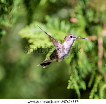 Ruby Throated Hummingbird, flying in a Boreal forest in North Quebec Canada. These birds come to Canada to breed during the summer and migrate south in the winter. The female is more common is summer.