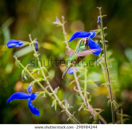 White Eared Hummingbird feeding from a wild Salvia. These flowers are pollinated usually by bees, but this shot shows the pollen being deposited on the back of the Hummingbird to transport to others.