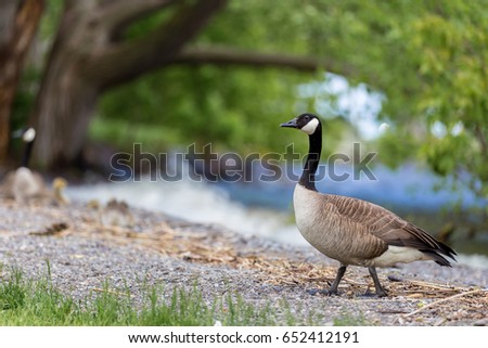 canada goose old quebec canada goose old quebec