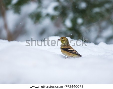 Similar – Image, Stock Photo Goldfinch in winter