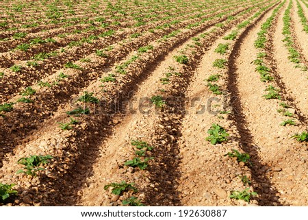 Rows of youngs potatoes in field. Personal perspective.