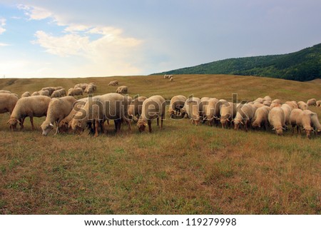 Flock of sheep grazing on hill side