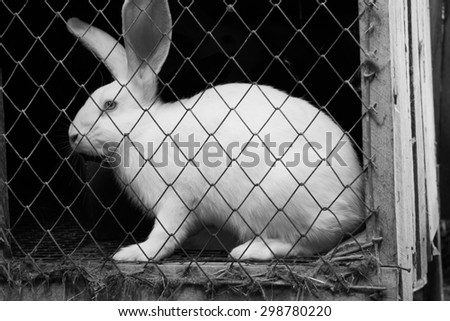 Rabbit in a Cage