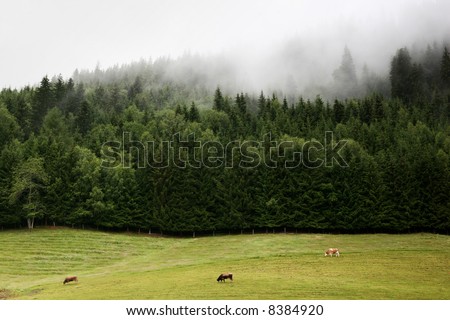 An idyllic morning with cows, forest and fog