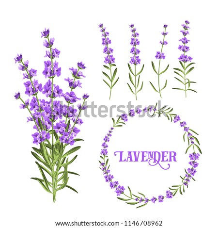Download Lavender Flower Background Wallpaper 1920x1080 | Wallpoper #450710