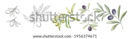 Set of differents olives branch on white background. Line art and watercolor style with transparent background.