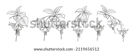Set of different branches of fuchsia flowers on white background.