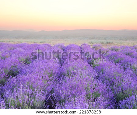 Beautiful image of lavender field over ummer sunset landscape.