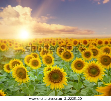 Field of blooming sunflowers with a sunset abd clouds on the background.