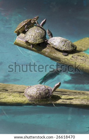 Four turtles and a fish have a meeting