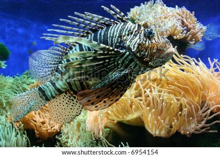 Poisonous lion fish among colorful corals