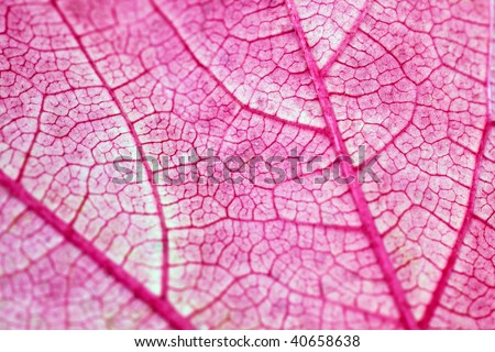 Extreme close-up of a rear side of a red leaf, shallow DOF