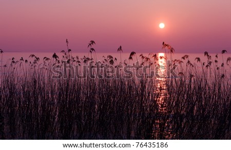 Purple sunset over lake with reed silhouettes