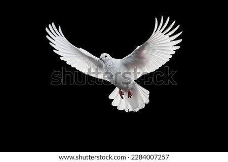 Similar – Image, Stock Photo White birds in a nice cage outside at the roadside in South East Asia