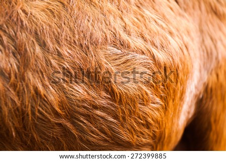 Macro  Brown Goat Hair .Macro with extremely shallow dof
