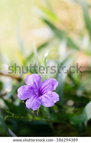 Purple Flower , Purple flowers, green leaves