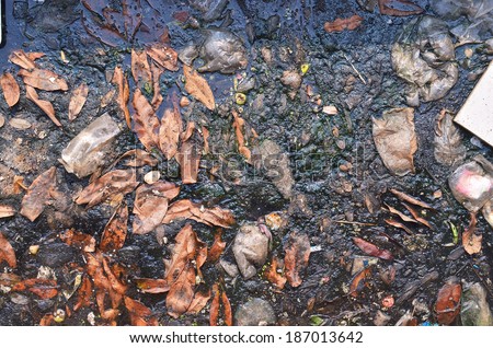 Canal Waste water , Waste water , Source wastwater , Duckweed on water, Duckweed on wastwater ,Waste surface