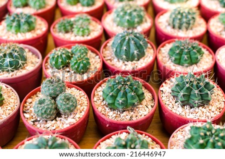Small cactus in flowerpot , close up cactus plant in flowerpot