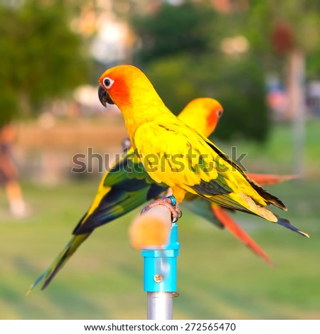 parrot birds of pets