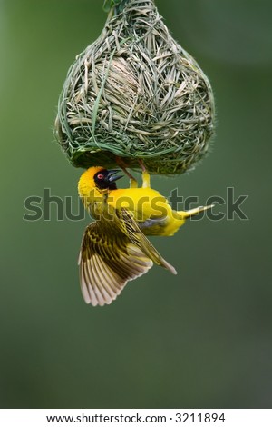 Masked Weaver; Ploceus Velatus; hanging upside down from nest; South Africa