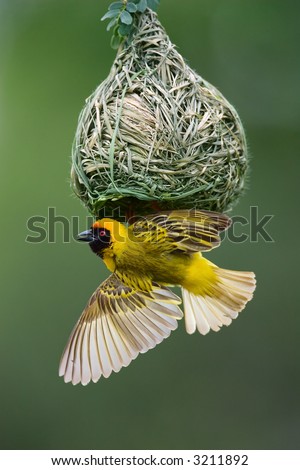 Masked Weaver; Ploceus Velatus; hanging upside down from nest; South Africa